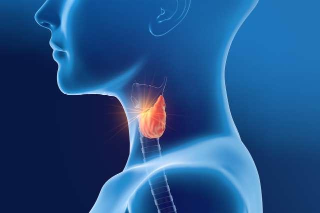 Thyroid gland of a woman, medically 3D illustration on blue background, side view